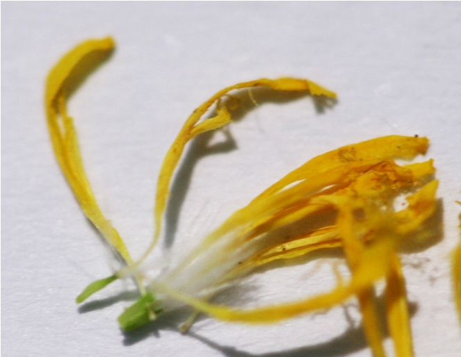 PICCOLA ASTERACEA - Hypochaeris achyrophorus ?